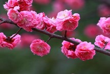 梅花是几月开的，选择瓦盆、土陶盆或紫砂盆种植为佳