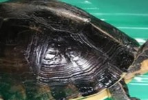 安布龟好不好养，好养但需在温室中饲养