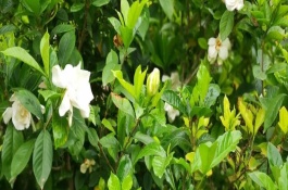 枙子花可以养在室内吗，一般为3-7月份