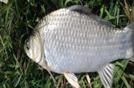 野钓鲫鱼的时间，垂钓处以水草、石块较多的位置为宜