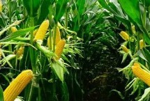 丰乐820玉米栽培技术要点，中抗茎腐病