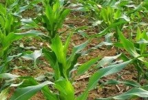 龙单246玉米栽培技术要点，在适应区5月5日左右播种