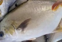 金鲳鱼和鲳鱼有什么区别，不是同一种鱼