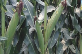 洛玉7号玉米栽培技术要点，以充分发挥该品种的高产潜力