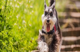 雪纳瑞犬的性格，在21天的时候要做驱虫