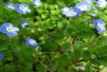 婆婆纳的育苗方法，花卉市场一般都有销售