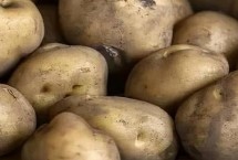 怎样防治土豆畸形，需放在避光的地方