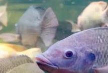 罗非鱼吃肉吗，杂食性鱼类能吃肉