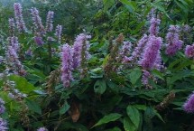 香薷的别名，是唇形科香薷属直立草本植物