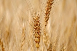 川麦601小麦栽培技术要点，全生育期180天