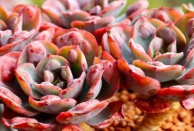 雨滴多肉怎么养出瘤子，要及时为植株补充光照