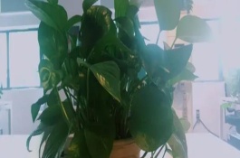 家里绿植有小飞虫怎么处理，可以选择绿萝、吊兰、豆瓣绿等