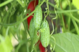 生态农业项目，可以选择种植拇指西瓜、折耳根等