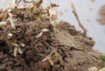 韭蛆是什么，除治不好可造成严重减产