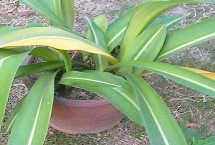 朱顶红叶片发黄如何处理，不同情况所采取的措施有区别