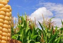 先玉1788玉米栽培技术要点，播种时应每亩施复合肥50公斤