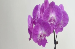 蝴蝶兰开花期间怎么浇水，可能是温度太高或氮肥过多等