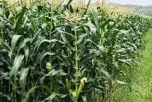 A618玉米栽培技术要点，适宜在肥力中上等的地块种植