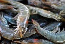 青虾的栖息环境，是一种淡水虾类