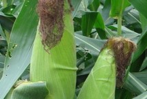 庆鸿518玉米栽培技术要点，注意防治大斑病和丝黑穗病