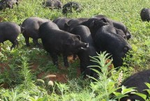 三门峡雏鹰黑猪，这十个地方的黑猪品质好