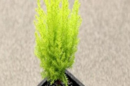 小香松干枯了还能不能活过来，立即剪掉干枯的叶子并移至阴凉处即可活