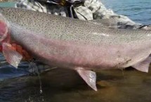 三文鱼的产地，主产于俄罗斯、美国、加拿大、日本、挪威