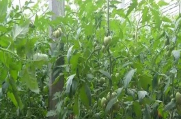 提高西红柿精品果率的方法，最后一穗花长出后再打顶