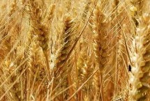 信粮10号小麦栽培技术要点，每亩适宜基本苗14万—20万