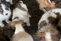 犬肉毒梭菌毒素中毒治疗方式，多见于夏季