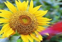 太阳花何时采收，是互赠好友的花卉