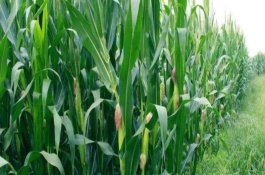 辽单39号玉米品种基本信息，种植密度保苗3500株/亩