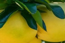 泰国柚子品种介绍，红柚比白柚价格高