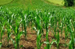 玉米的生长历程，从播种期到成熟期需经历4个阶段