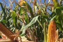 桂甜糯981玉米栽培技术要点，注意防涝抗旱和病虫害防治