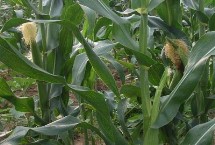 陕单680玉米栽培技术要点，在中等肥力以上地块栽培