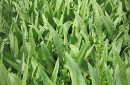 油春种油麦菜注意事项，种植前要深翻土壤