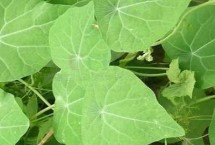 千金藤的分布，我国南部各省广泛分布