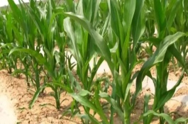 大民3307玉米栽培技术要点，大民3307玉米品种的特性