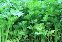 芹菜从种到收要多少天，做好水肥、温度和病虫害管理工作