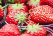 露天草莓的种植注意事项，每年的3月下旬到4月中旬进行