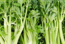 芹菜的种植方法，用温水浸泡后可放在适温环境中催芽