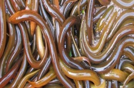 黄鳝是鱼吗，虽然外观相似但是不同种类