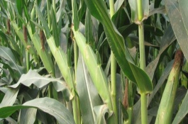 成单90玉米栽培技术要点，中抗大斑病