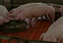 后备母猪一天要喂多少饲料，不同阶段的饲料配比不同