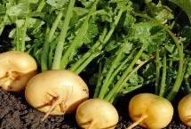 芜菁是什么蔬菜，一般在9月中旬至翌年3月收获