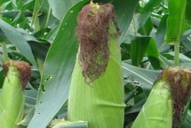 QF668玉米栽培技术要点，种植密度不宜过大