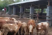 搭建牛棚需要注意什么,可以使用砖瓦和水泥进行建造