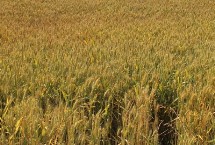 JT1605小麦栽培技术要点，小穗密度较密