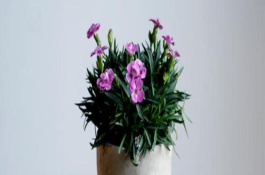 石竹的扦插繁殖技术，要及时将植株的枯黄叶和病弱枝剪掉